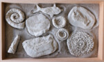 fake fossils