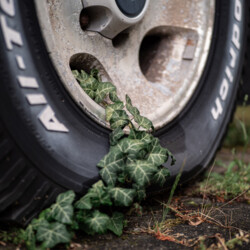 Fotografie "nature finds its way"