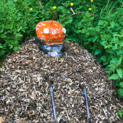 Neues krabbelt aus der Erde