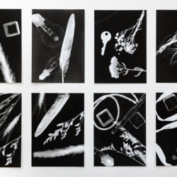 Papierfilm - Fotogramm