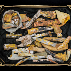 Sensationeller Fund aus dem Erdmittelalter