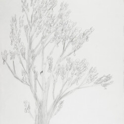 Pflanzliches: Baumtest nach Koch