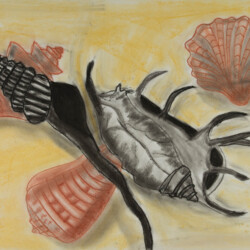 Stillleben: Muscheln