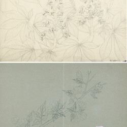 Kastanien- und Apfelblüte