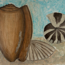 Stillleben: Muscheln