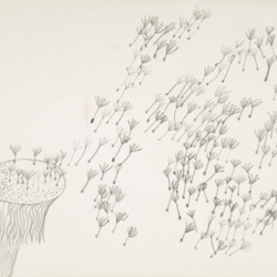 Pflanzliches: Löwenzahn