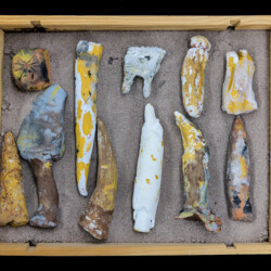 Sensationeller Fund aus dem Erdmittelalter