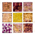 Blüten im Jahreslauf