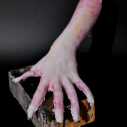 manu et pede - mit Hand und Fuß