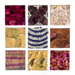 Blüten im Jahreslauf