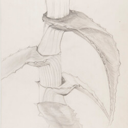 Pflanzliches: Pflanzenstudie