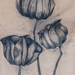 Kunstformen der Natur