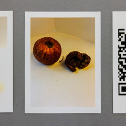 Vergänglichkeit des Apfels