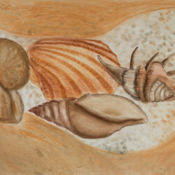 Stillleben: Muscheln