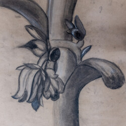 Kunstformen der Natur