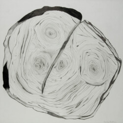 Pflanzliches: Jahresringe