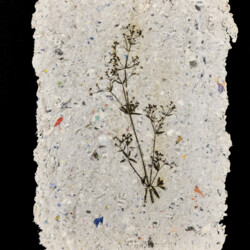 Pflanzen vom Feldweg