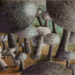 Pilze: Makroperspektive