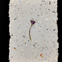 Pflanzen vom Feldweg